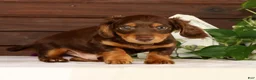 Miniature Dachshund dogs for sale: Teddy - Ad 4