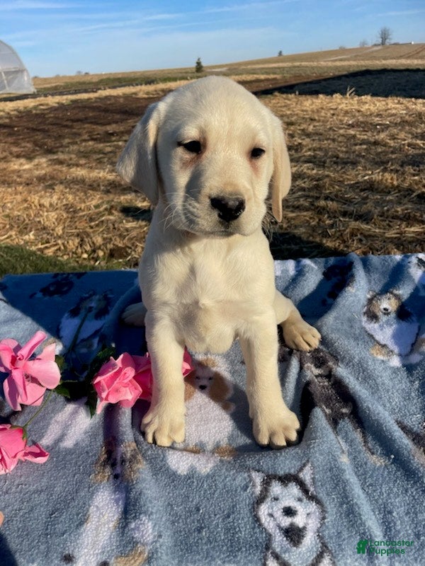 Labrador Retriever dogs Casper - Ad 41