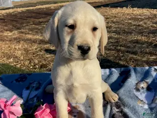 Labrador Retriever dogs Casper - Ad 33
