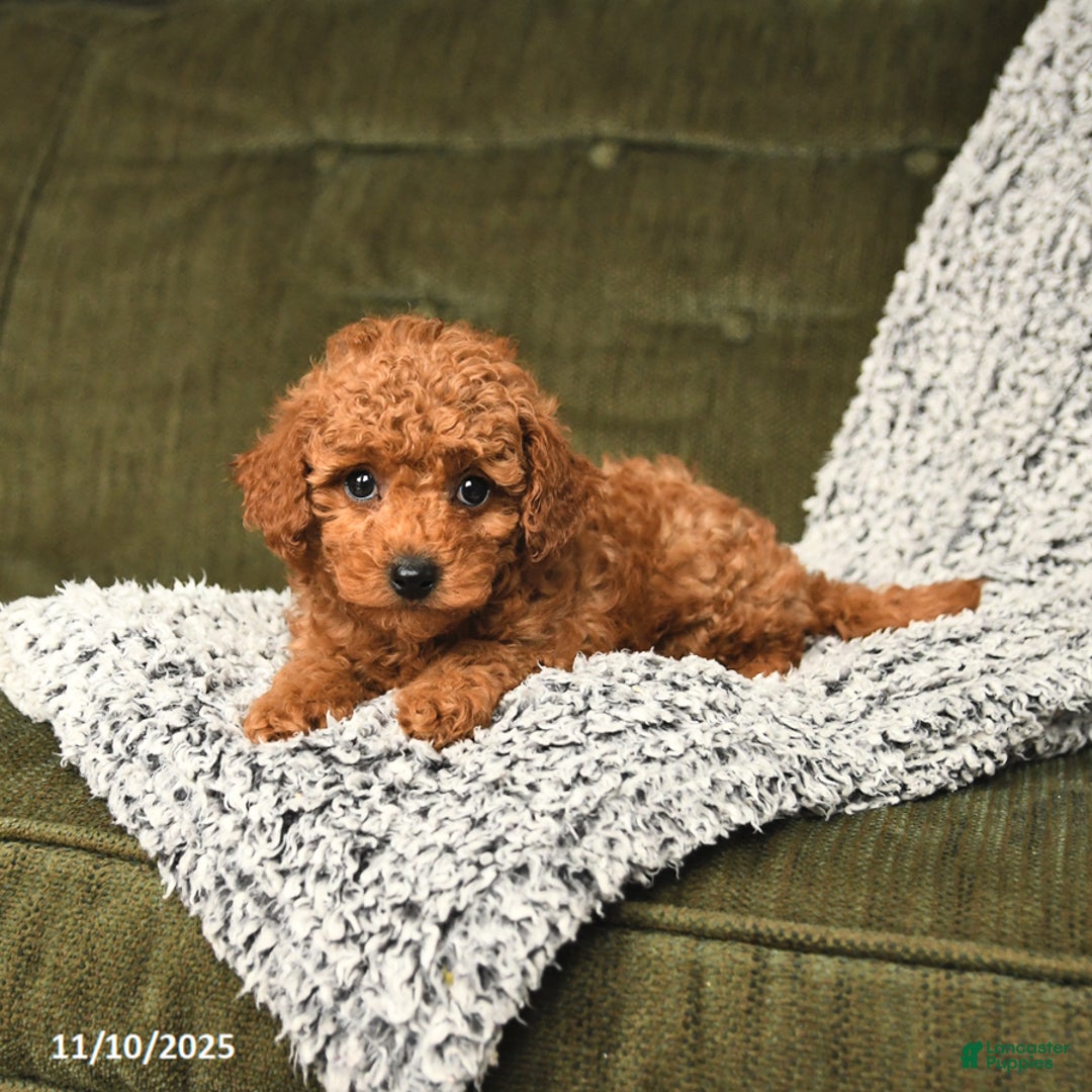 Toy Poodle dogs for sale: Chip - Ad 4