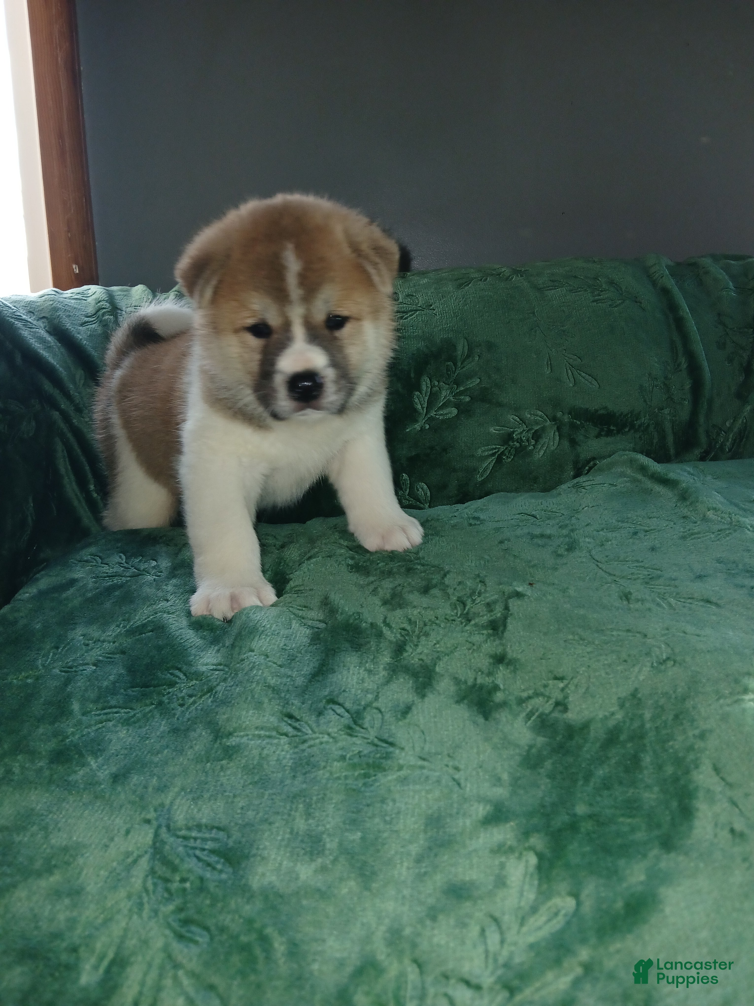 Akita dogs Ash - Ad 1