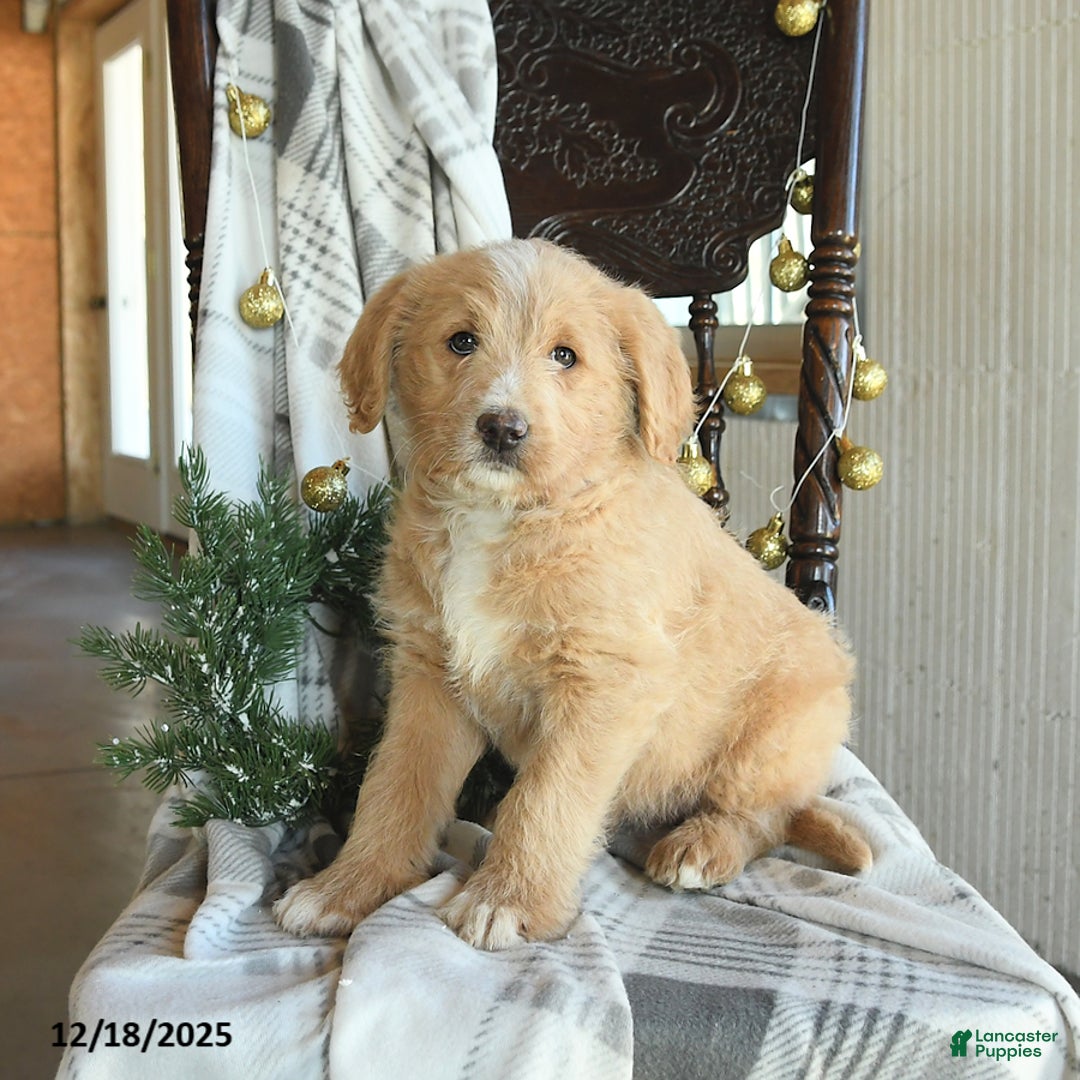 Labradoodle dogs for sale: Dixie - Ad 3