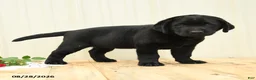 Labrador Retriever dogs for sale: Gretchen - Ad 4