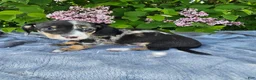 Dachshund dogs for sale: Rusty - Ad 5