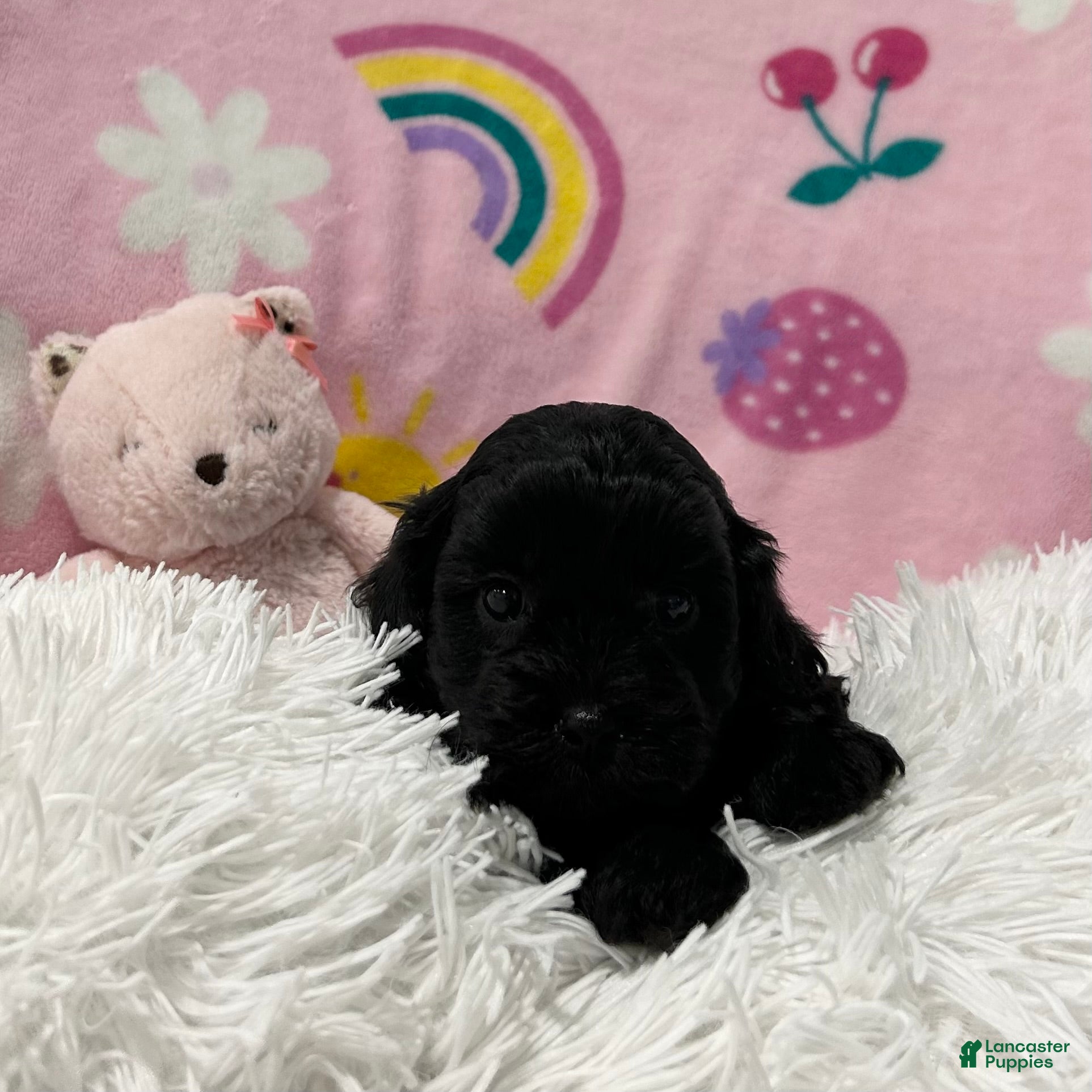 Cavapoo dogs for sale: Cooper - Ad 1
