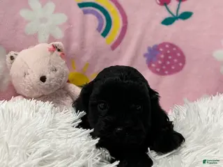 Cavapoo dogs for sale: Cooper - Ad 1
