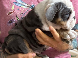 English Bulldog dogs English Bulldog Puppy 2 - Ad 2