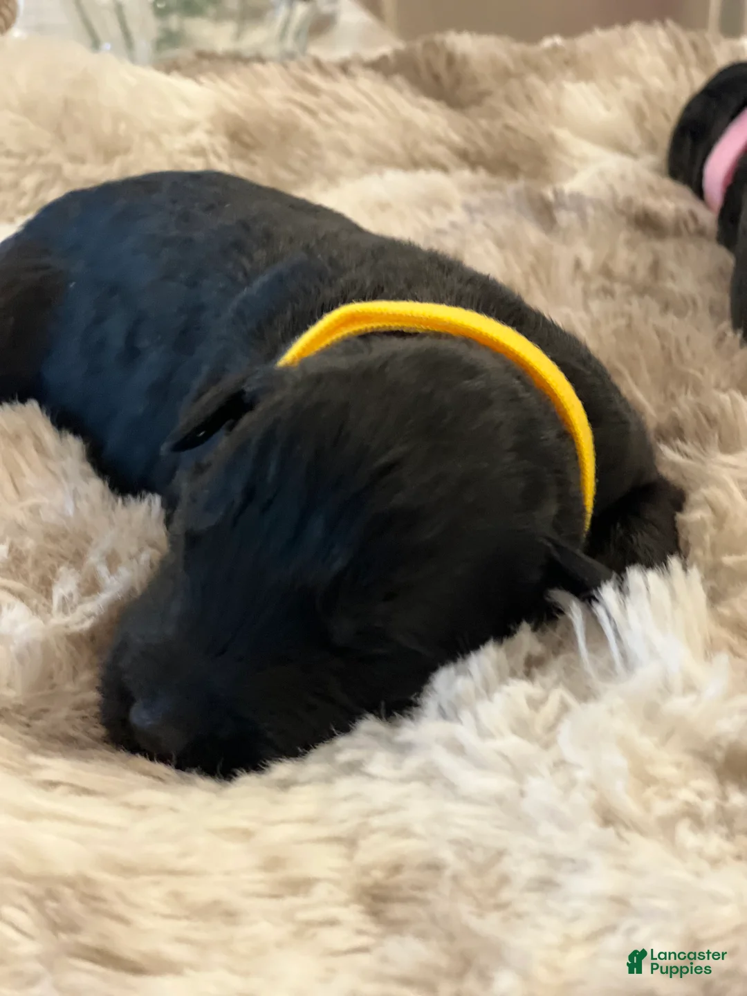 Giant Schnauzer dogs for sale: Winston - Ad 4