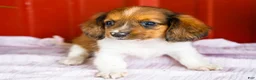 Miniature Dachshund dogs for sale: Brian - Ad 3