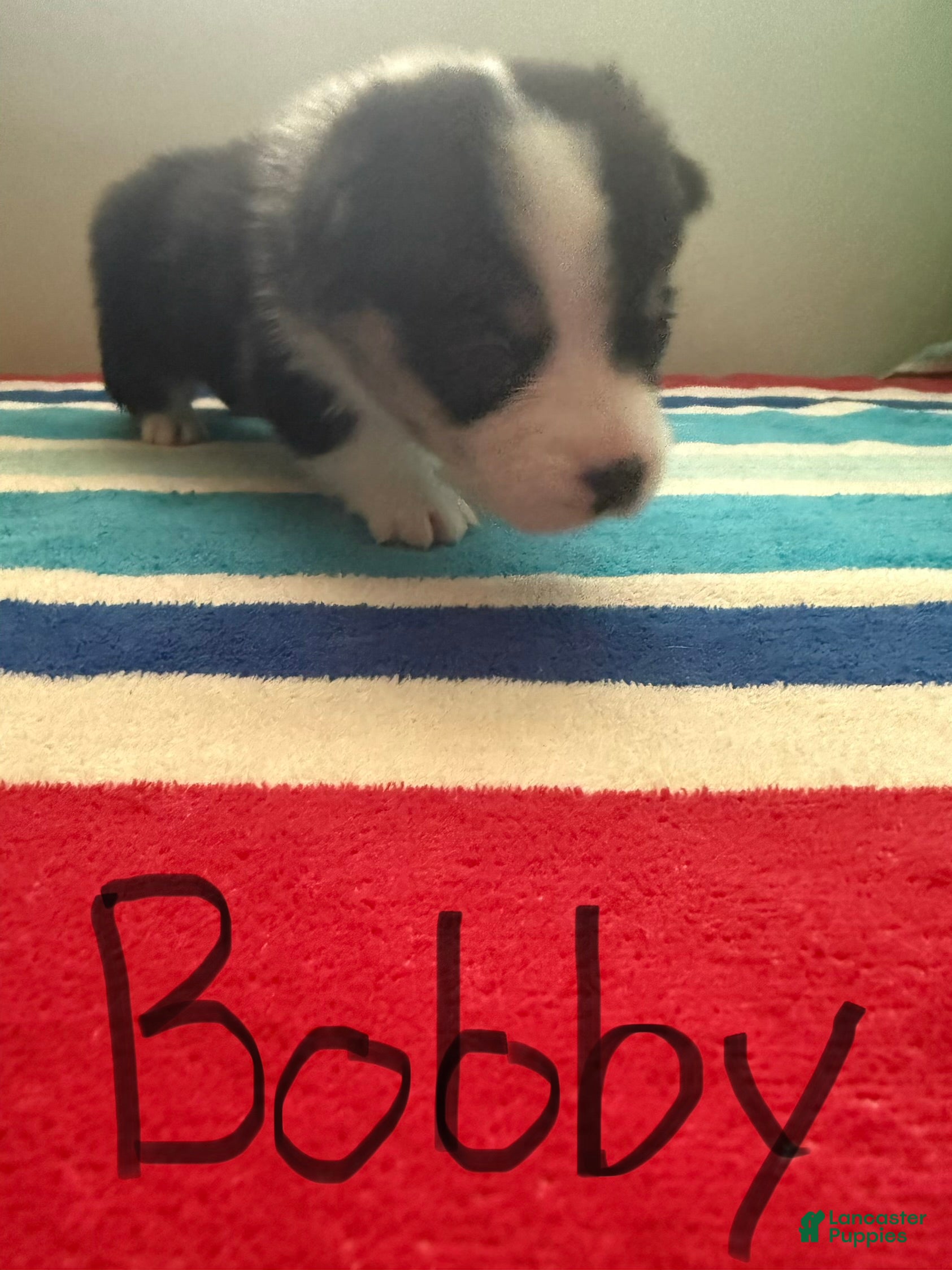 Welsh Corgi Pembroke dogs Bobby - Ad 19