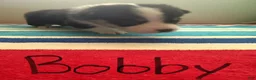 Welsh Corgi Pembroke dogs for sale: Bobby - Ad 4