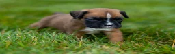 Boxer dogs for sale: Niki Boxer 4 - Ad 8