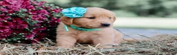 Golden Retriever dogs for sale: Abby AKC Golden Retriever Pup - Ad 4