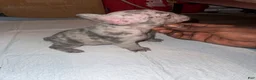 French Bulldog dogs for sale: French Bulldog 3 - Ad 10