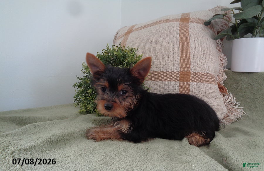 Yorkshire Terrier dogs Murphy - Ad 2