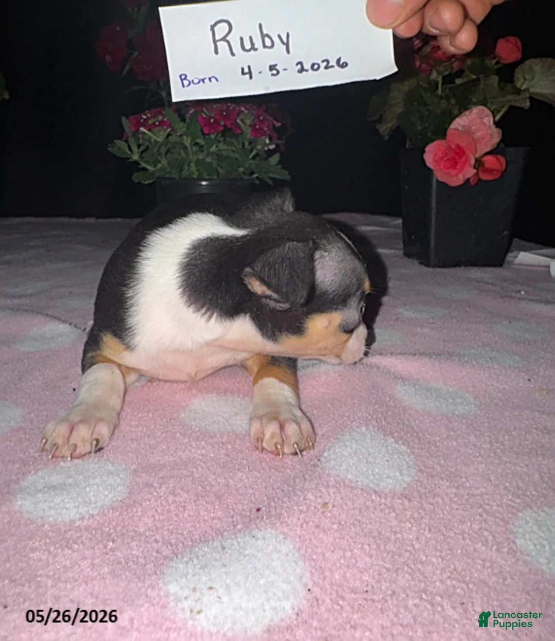 Chihuahua dogs for sale: Ruby - Ad 2