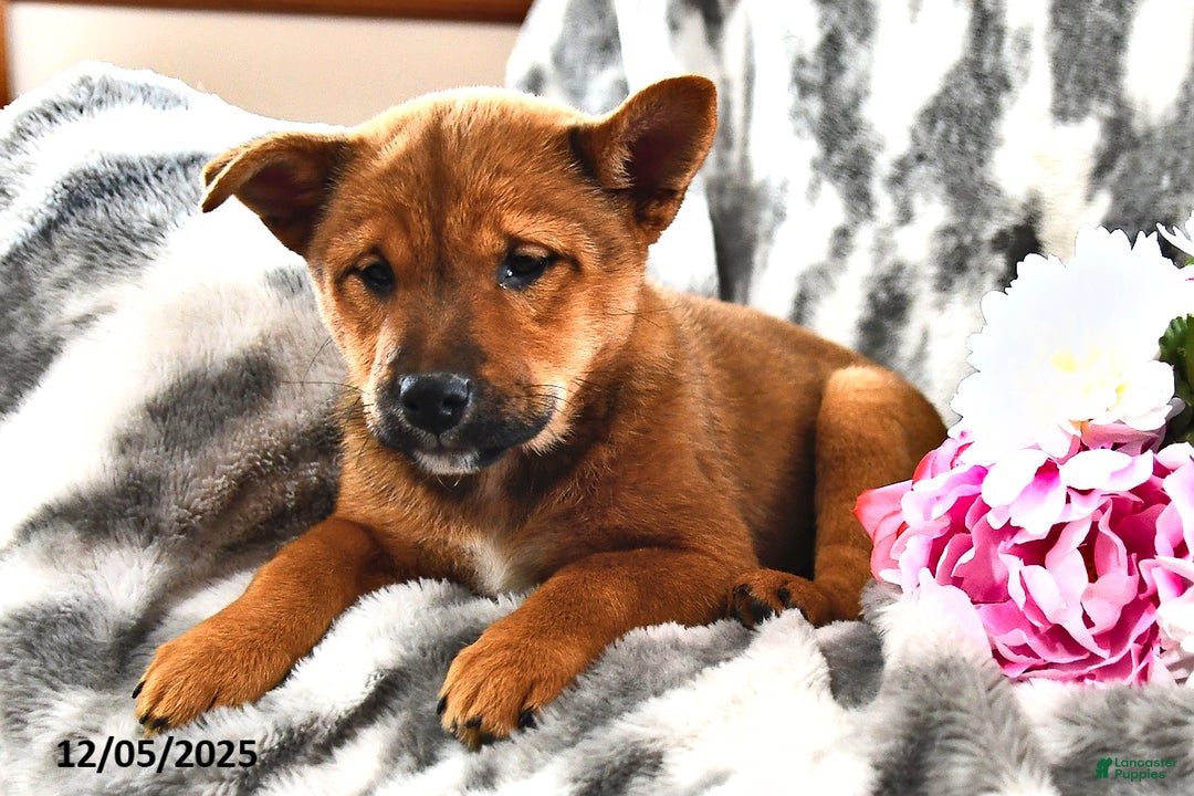 Mixed Breed dogs for sale: Missy - Ad 4