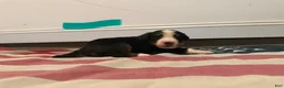 Bernese Mountain Dog dogs for sale: Teal - Ad 10