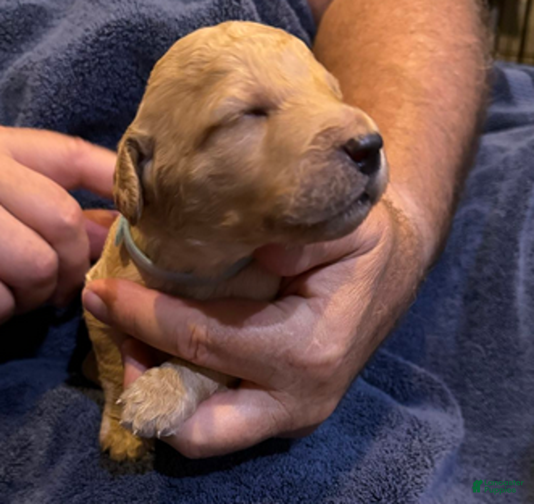 Goldendoodle dogs for sale: H25 Male Light Blue Collar - Ad 3