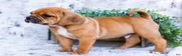 Puggle dogs for sale: Billy - Ad 17