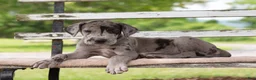 Great Dane dogs for sale: Gerald - Ad 4