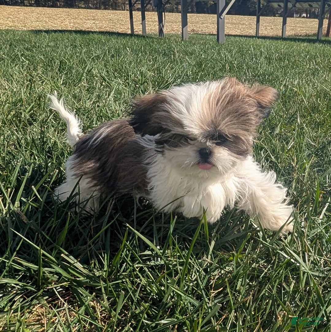 Shih Tzu dogs for sale: Tiggy - Ad 6