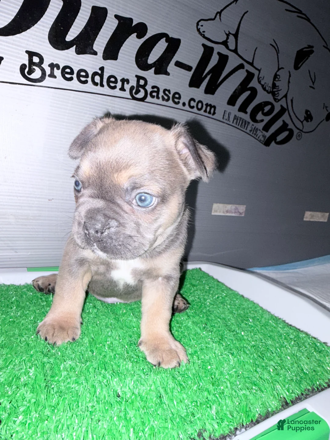 French Bulldog dogs for sale: French Bulldog  - Ad 2