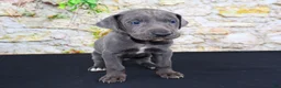 Great Dane dogs for sale: Woogie - Ad 11
