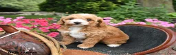 Mini Goldendoodle dogs for sale: Buttons - Ad 4