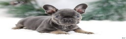 French Bulldog dogs for sale: Jude - Ad 3