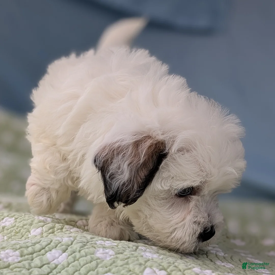 Teddy Bear dogs for sale: Murder Marshmallow - Ad 11