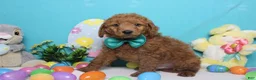 Goldendoodle dogs for sale: RC  - Ad 3