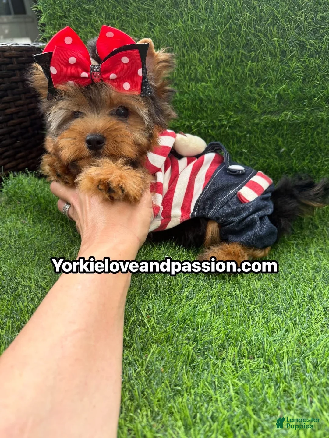 Yorkshire Terrier dogs for sale: Traditional male  - Ad 2