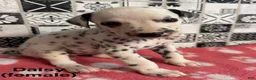 Dalmatian dogs for sale: Daisy - Ad 3