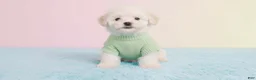 Maltipoo dogs for sale: MALE - Ad 3