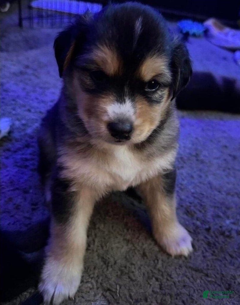 Mixed Breed dogs Siberian husky / Lab Ret Puppy 1 - Ad 12