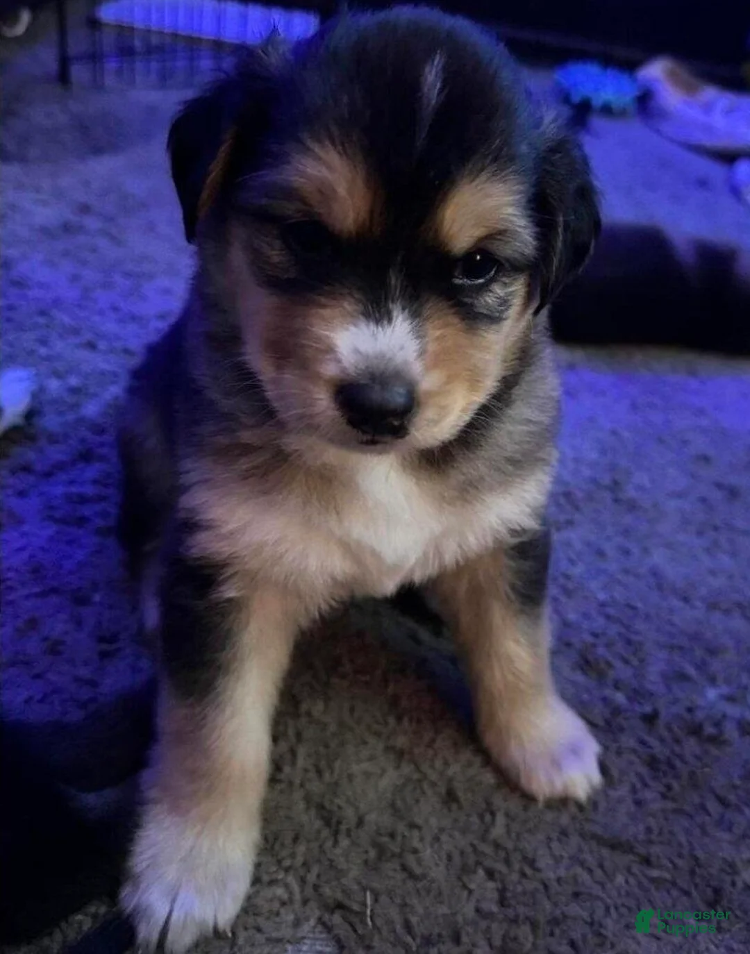 Mixed Breed dogs for sale: Siberian husky / Lab Ret Puppy 1 - Ad 1