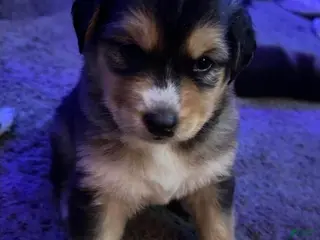 Mixed Breed dogs Siberian husky / Lab Ret Puppy 1 - Ad 12