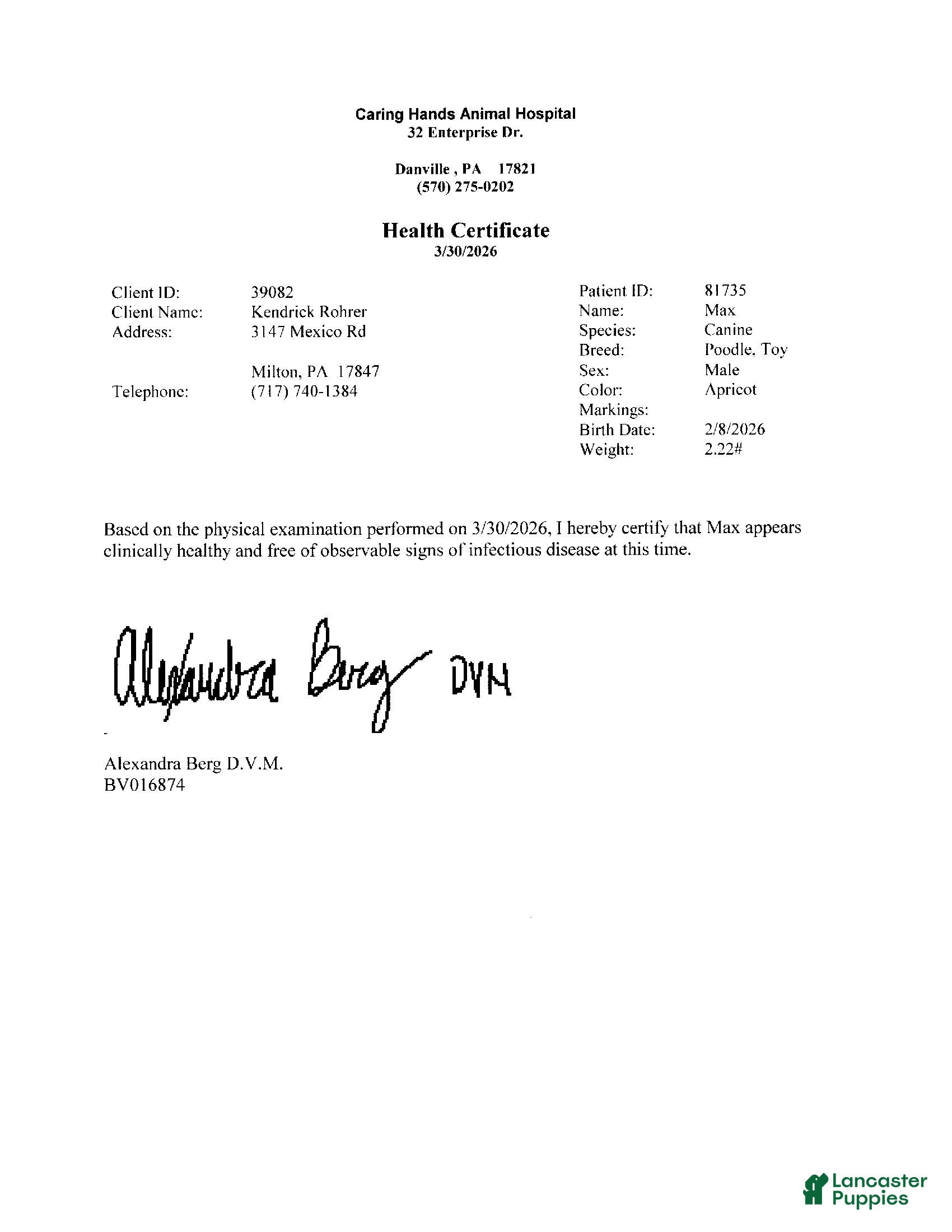 Toy Poodle dogs Max - Ad 2