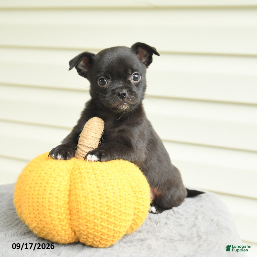 Mixed Breed dogs Stella - Ad 2