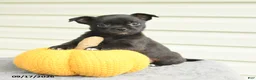 Mixed Breed dogs for sale: Stella - Ad 2