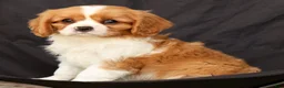 Cavalier King Charles Spaniel dogs for sale: Seth - Ad 8