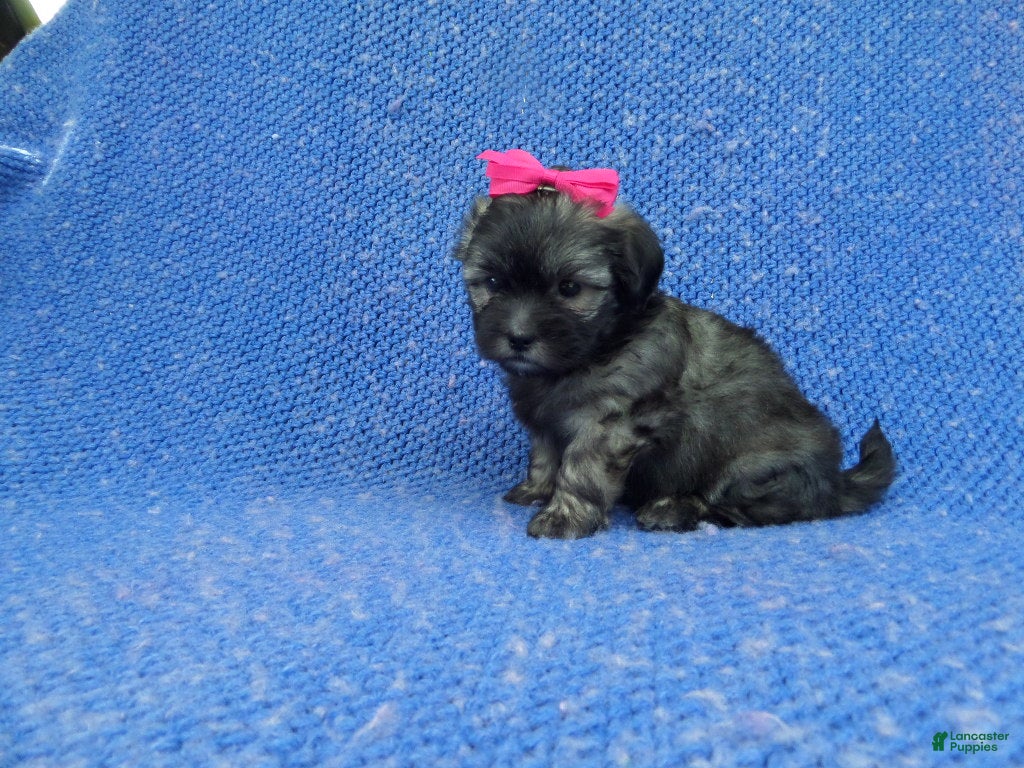 Malshi dogs Cocoa  - Ad 27