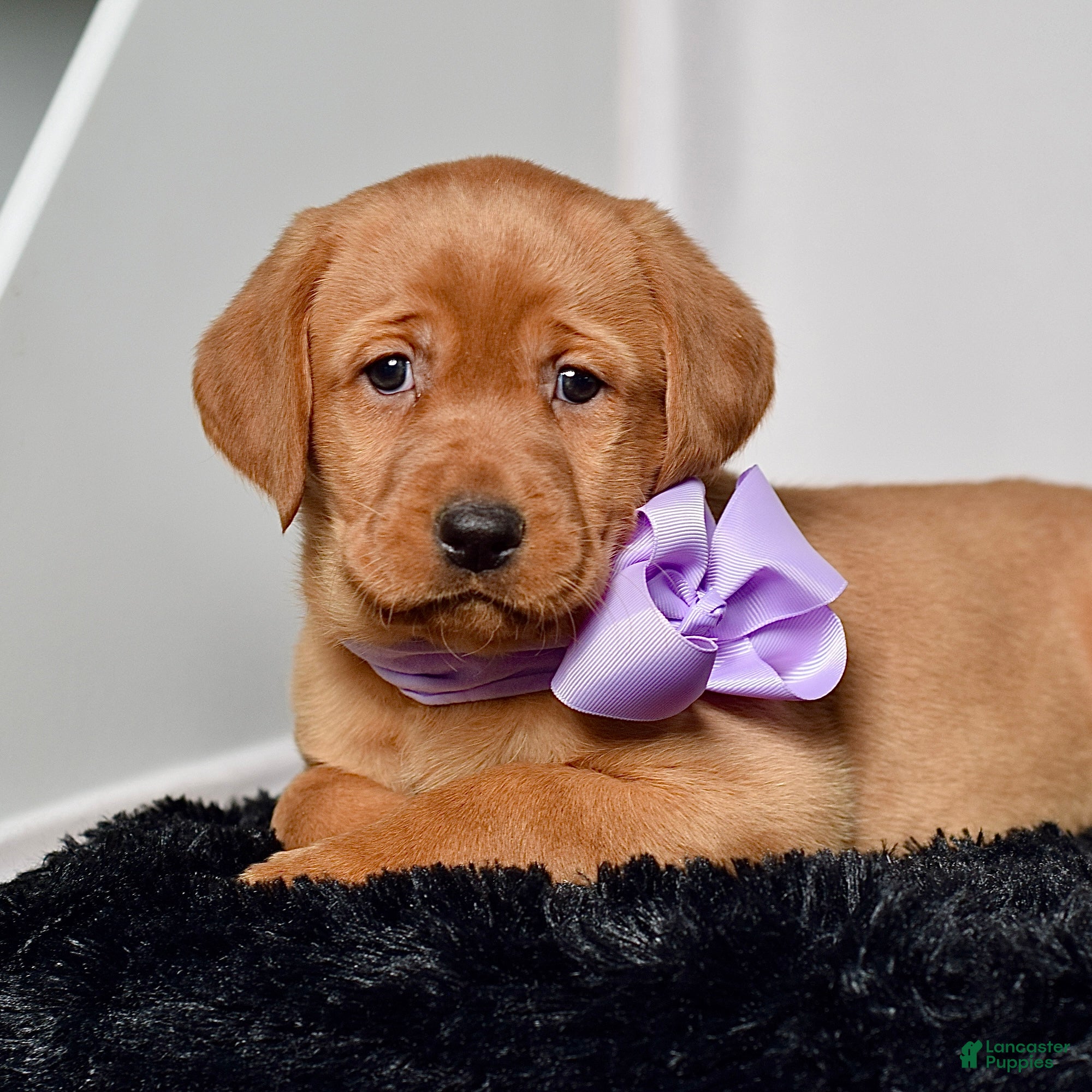 Labrador Retriever dogs Winnie - Ad 1