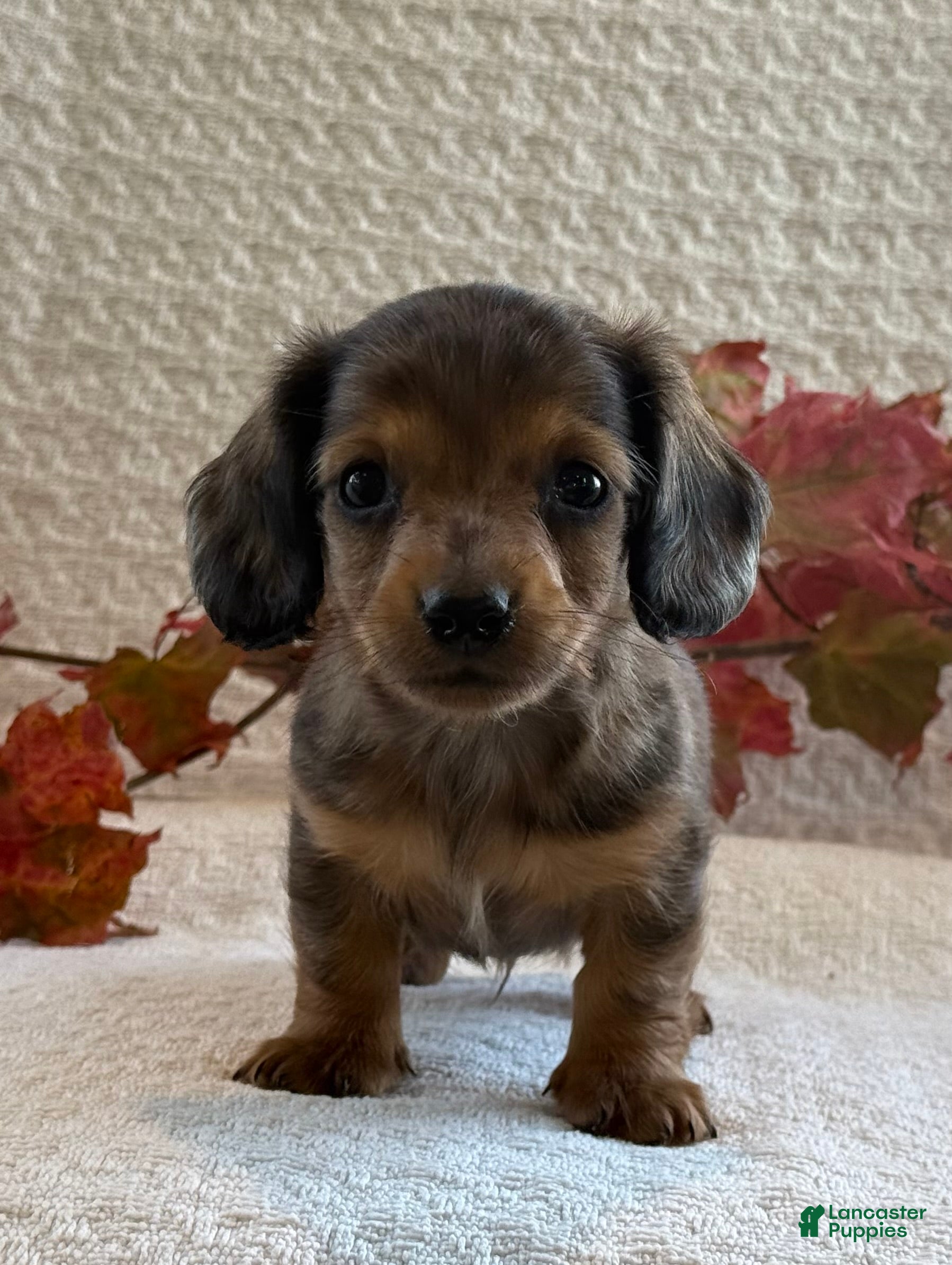 Miniature Dachshund Puppies for sale in New York Lancaster Puppies