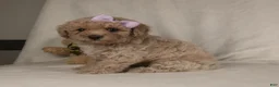 Miniature Poodle dogs for sale: Crystal  - Ad 1