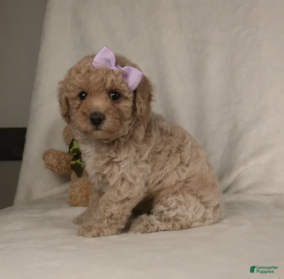 Miniature Poodle dogs for sale: Crystal  - Ad 1