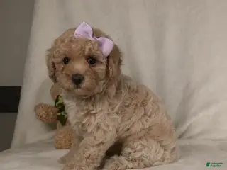 Miniature Poodle dogs Male puppy - Ad 41