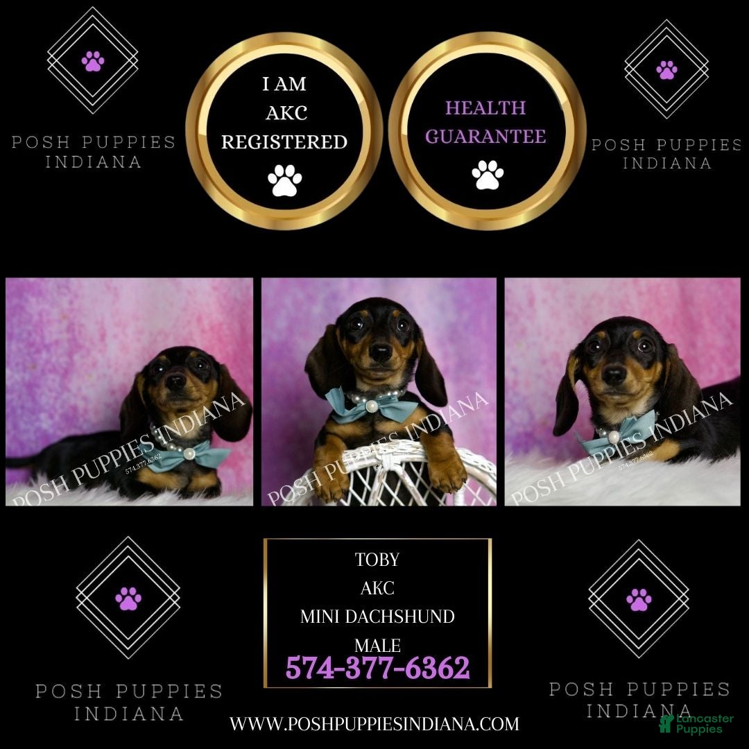 Miniature Dachshund dogs for sale: Toby - Ad 5