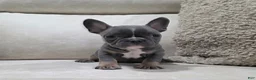 French Bulldog dogs for sale: Fiona - Ad 3